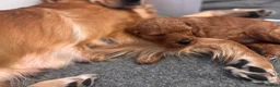 Mini Goldendoodle dogs for sale: *READY NOW* mini Goldendoodle*health tested*  - Advert 5