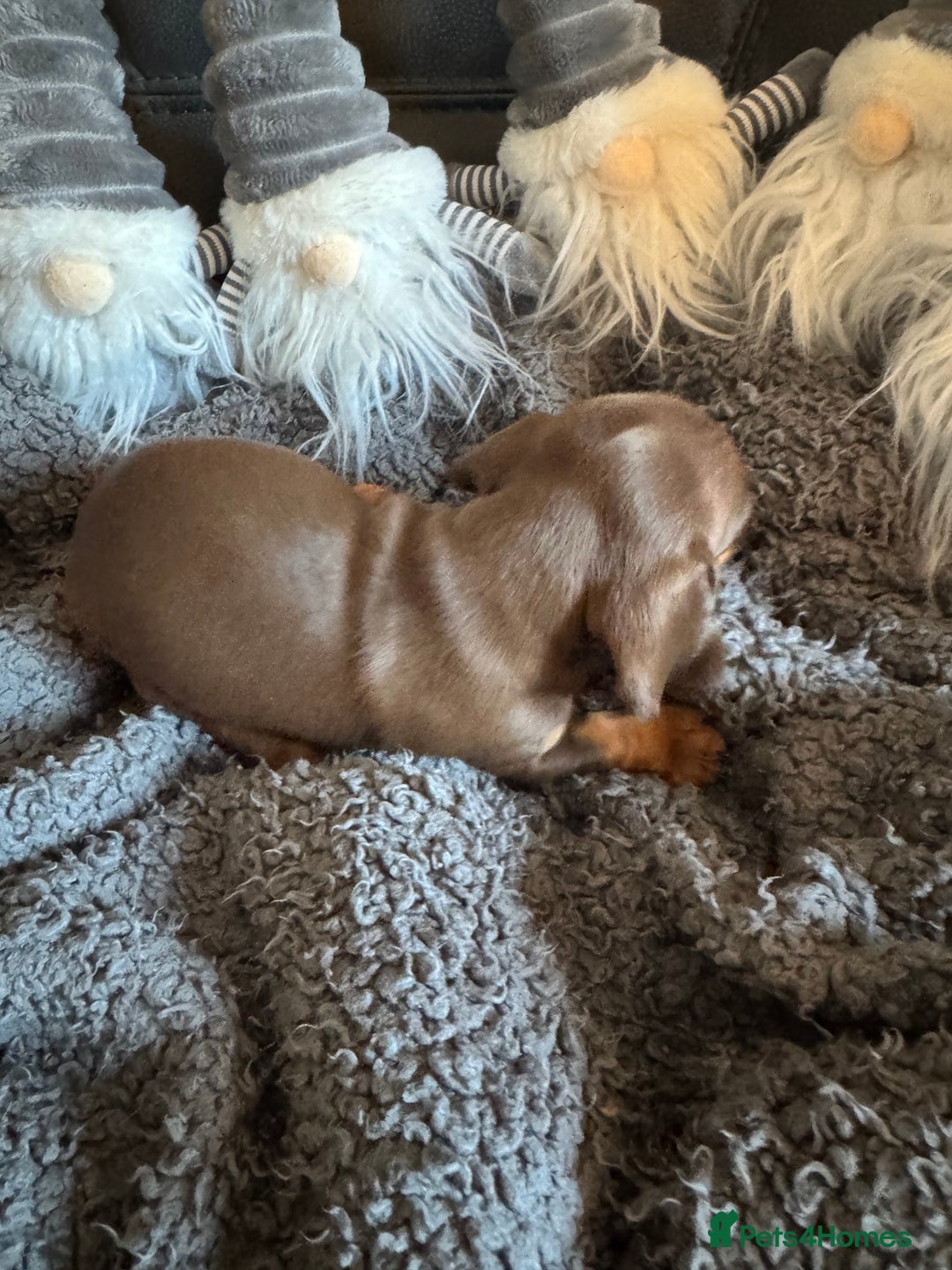 Dachshund dogs for sale: 3 Dachshunds will be ready for  **  - Advert 8