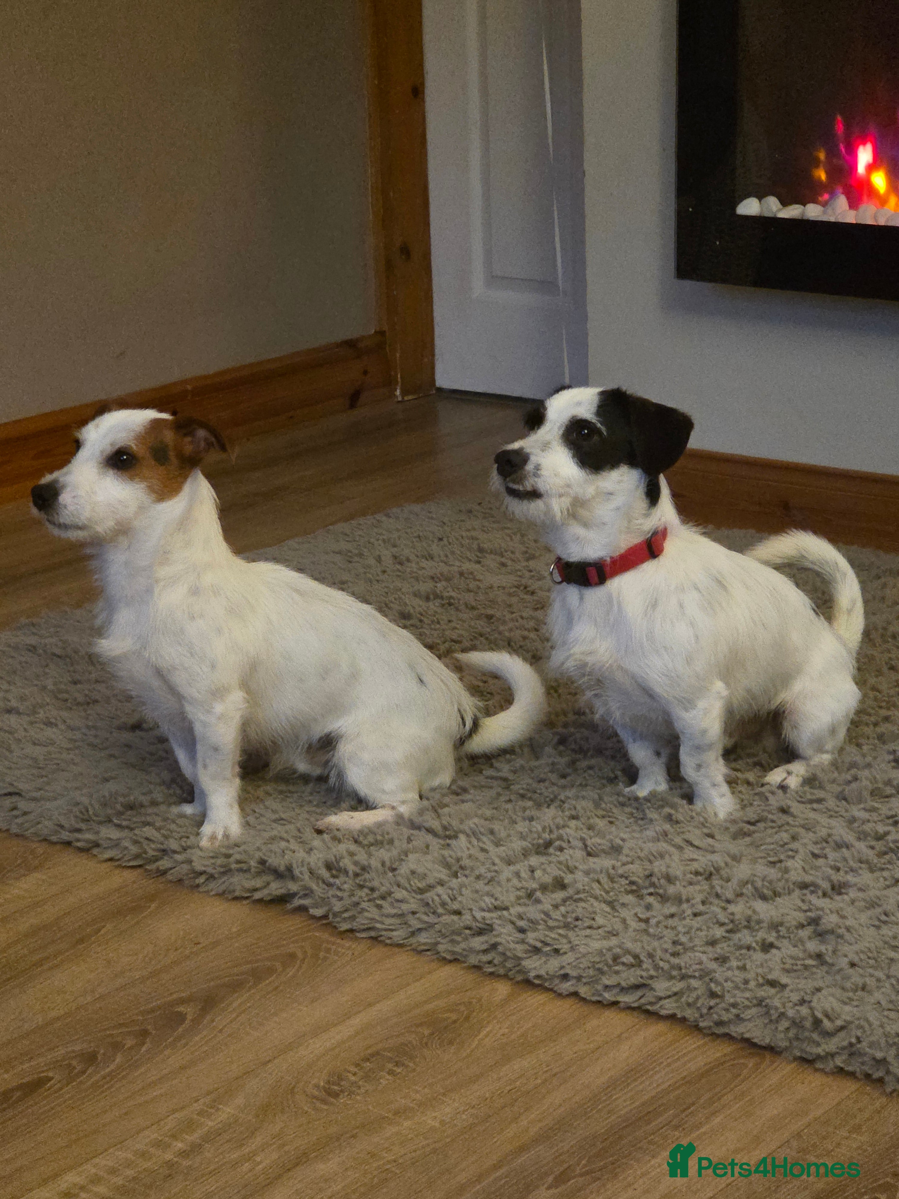 Jack Russell dogs 17 month jack russells - Advert 17
