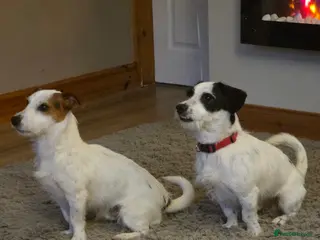 Jack Russell dogs 17 month jack russells - Advert 17
