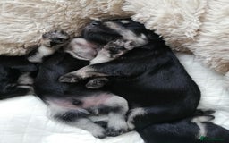 Miniature Schnauzer dogs for sale: Outstanding Miniature Schnauzer Puppies - Image 17