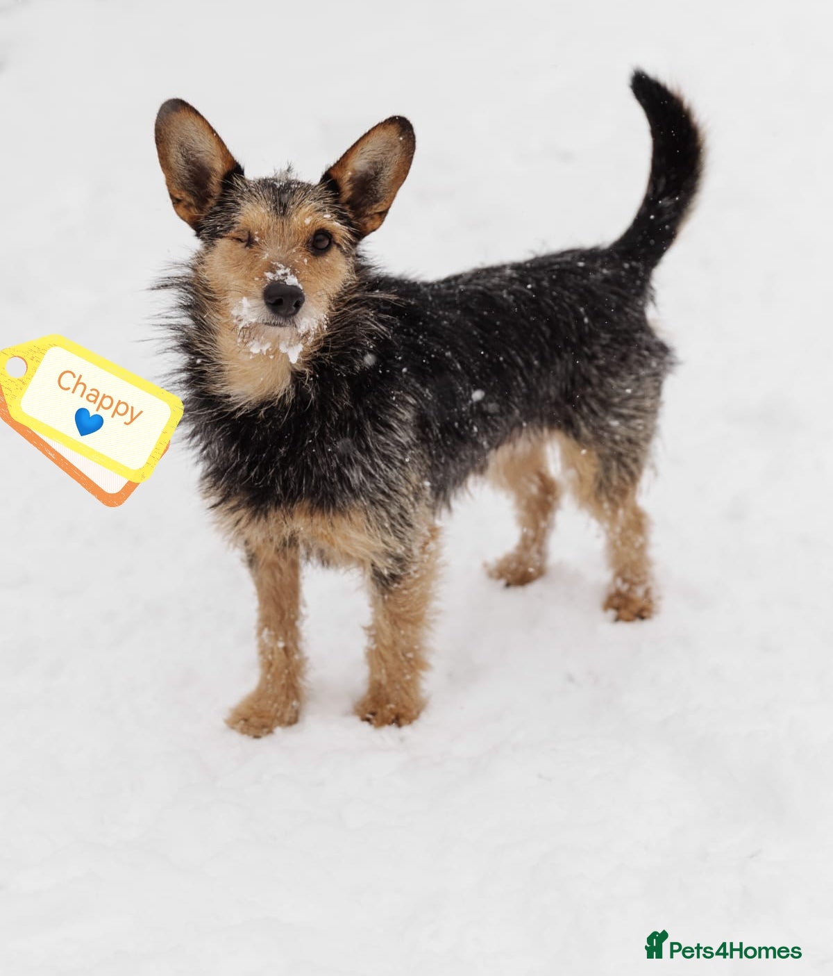 Mixed Breed dogs 💙🐶 CHAPPY – a gentle heart who trusts 🐶💙 - Advert 1