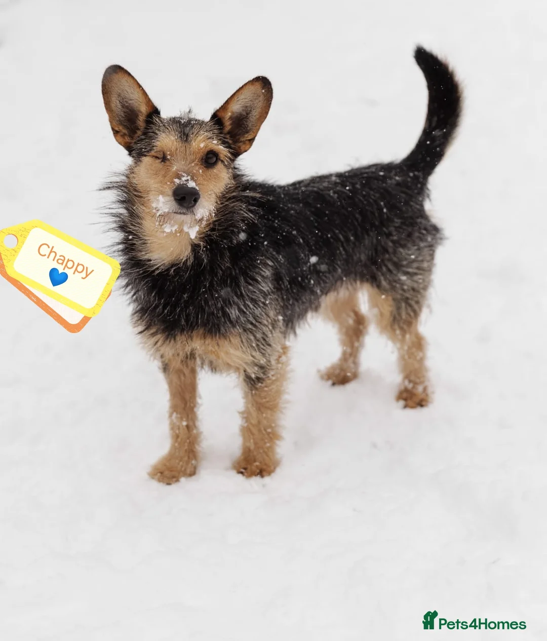 Mixed Breed dogs for adoption: 💙🐶 CHAPPY – a gentle heart who trusts 🐶💙 - Advert 1