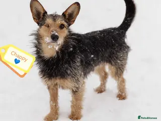 Mixed Breed dogs 💙🐶 CHAPPY – a gentle heart who trusts 🐶💙 - Advert 1