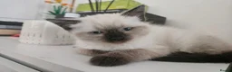 Ragdoll cats for sale: Ragdoll X kittens  - Advert 6