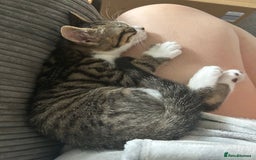 British Shorthair cats for sale: Felix - Image 2