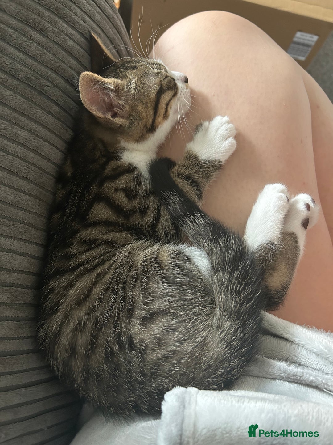 British Shorthair cats for sale: Felix - Image 2