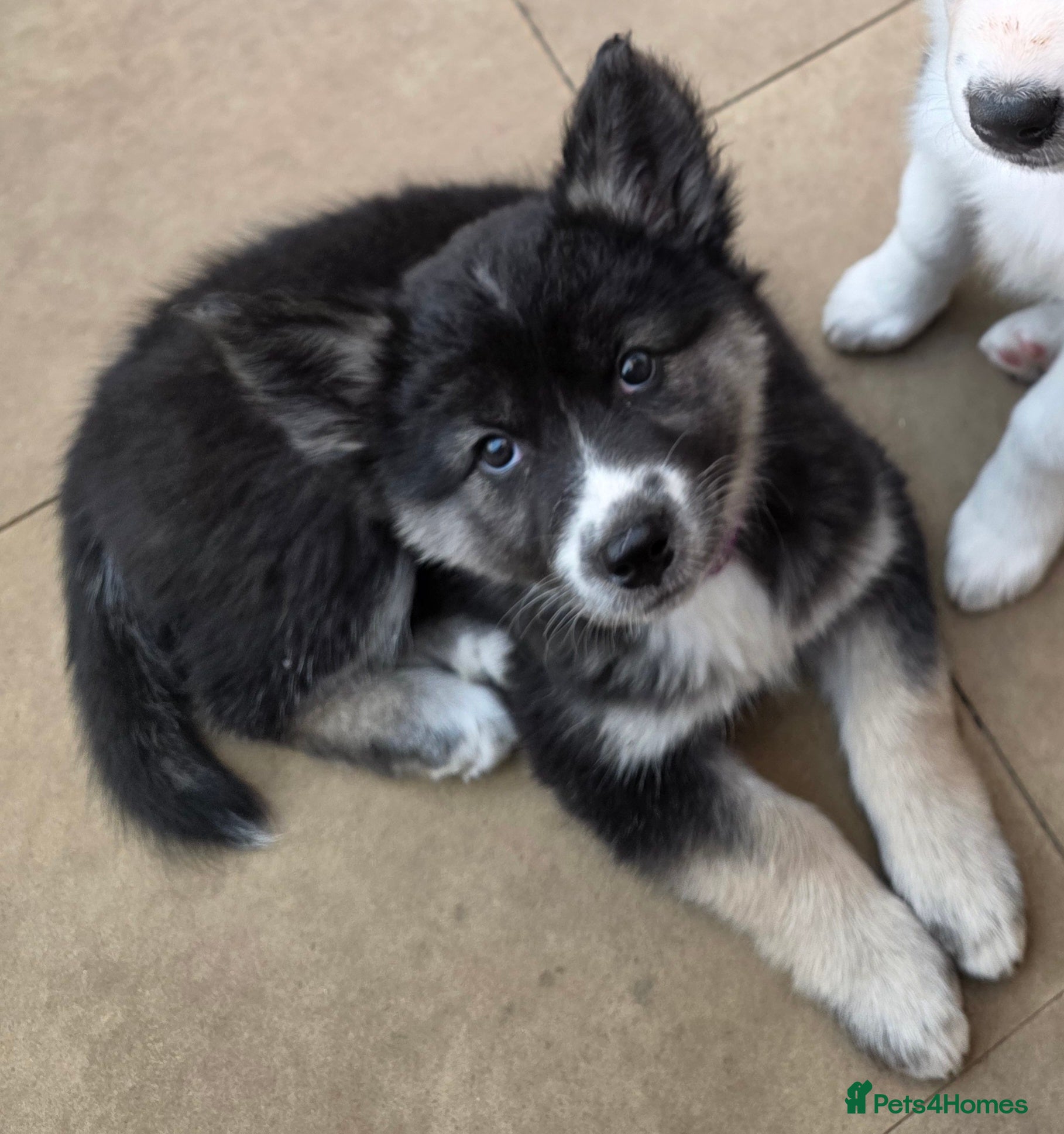 Siberian Husky dogs READY TO GO.PLEASE READ THE DESCRIPTION CAREFULLY. - Advert 2