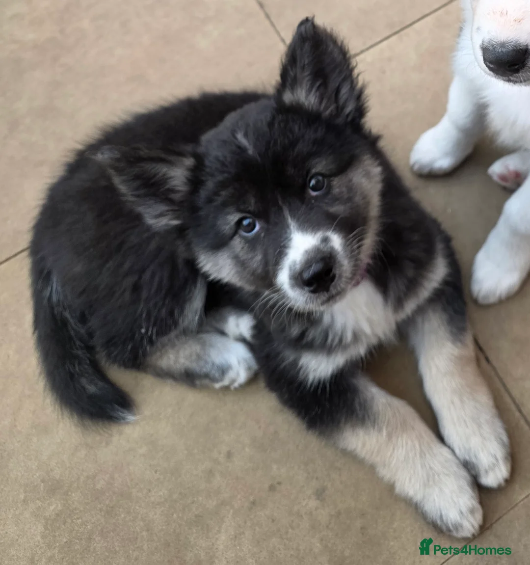 Siberian Husky dogs for sale: PLEASE READ THE DESCRIPTION CAREFULLY. - Advert 2