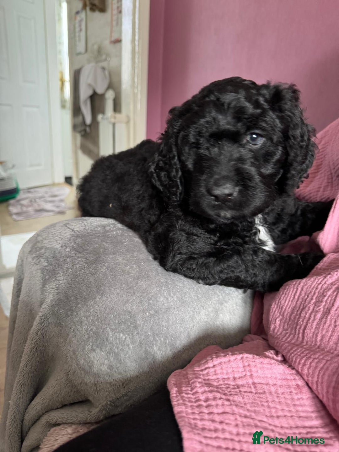 Mixed Breed dogs for sale: Bernedoodle  - Advert 11