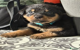 Rottweiler dogs for sale: Rottweiler Champion bloodline  - Image 29