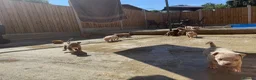 American Bully dogs for sale: ABKC REGISTERED Pocket bullz - Advert 8