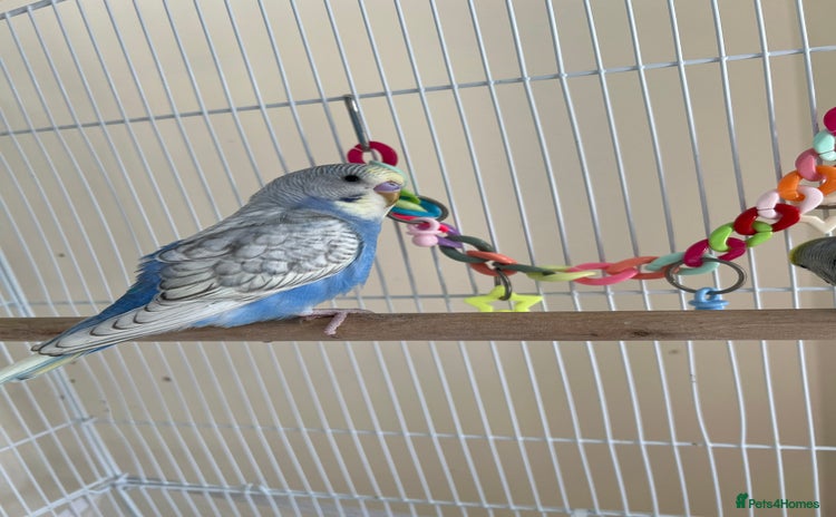 Budgerigars birds - Advert 1