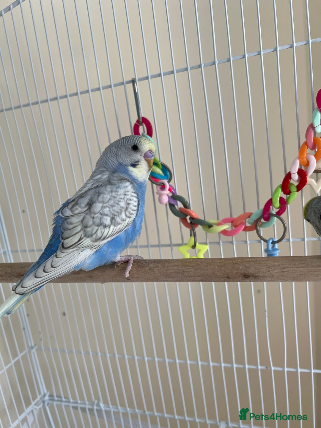 Budgerigars birds for sale: Male buddies  - Image 1