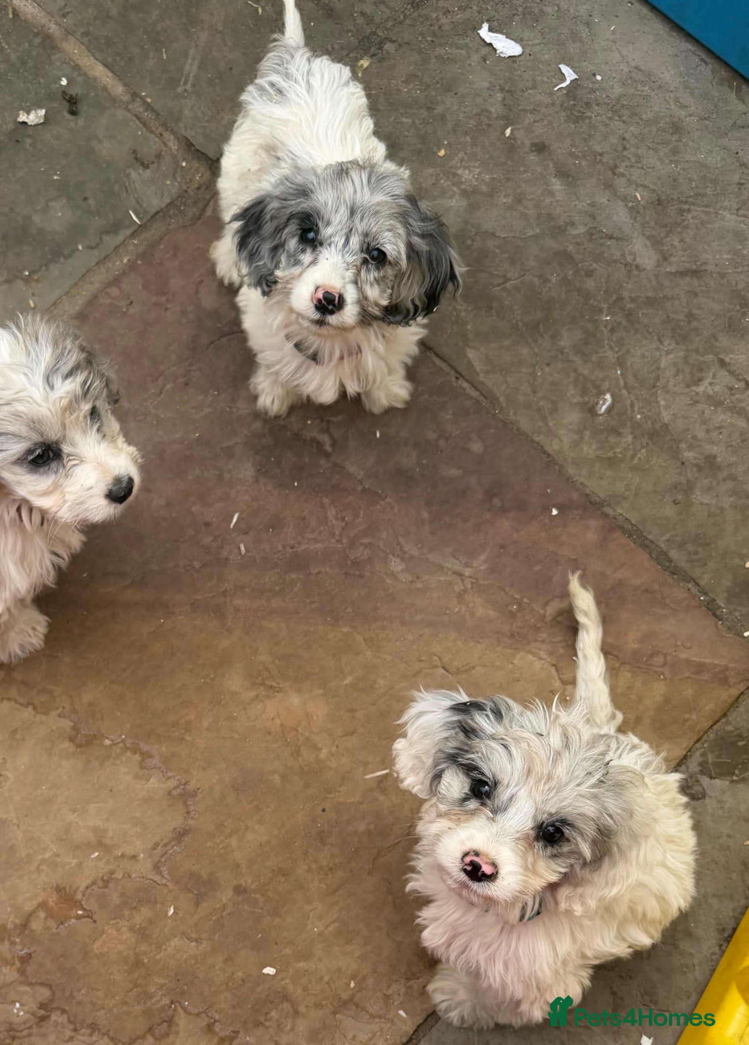Cockapoo dogs Reduced⭐️Ready to leave ⭐️! 10 beautiful cockapoos - Advert 7