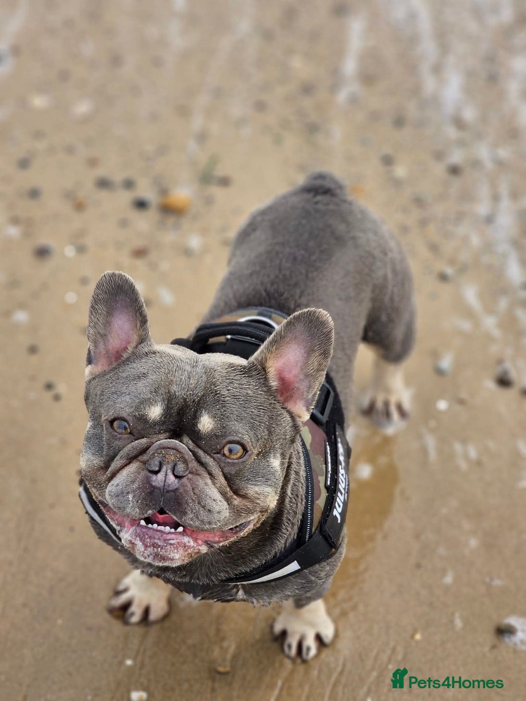 French Bulldog dogs for stud: Blue And Tan Frenchie (Stud) - Advert 5