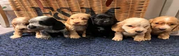 Cocker Spaniel dogs for sale: Stunning Show type cocker spaniel puppies  - Advert 6
