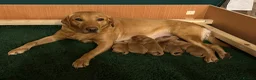 Labrador Retriever dogs for sale: Beautiful KC Labrador puppies - Advert 1