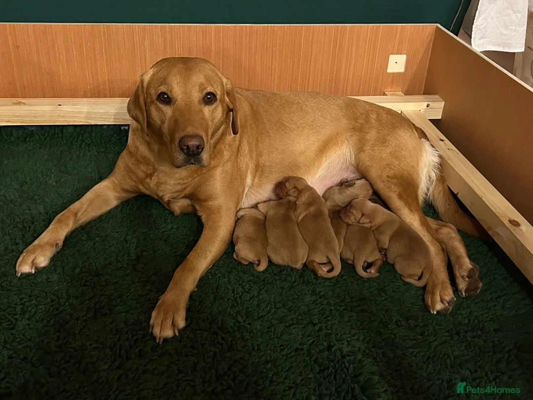Labrador Retriever dogs for sale: Beautiful KC Labrador puppies - Advert 1