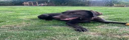 Labrador Retriever dogs for sale: Stunning chocolate working lab  - Advert 6
