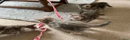 British Shorthair cats for sale: British Blue Shorthair Silver Tabby kittens - Advert 9