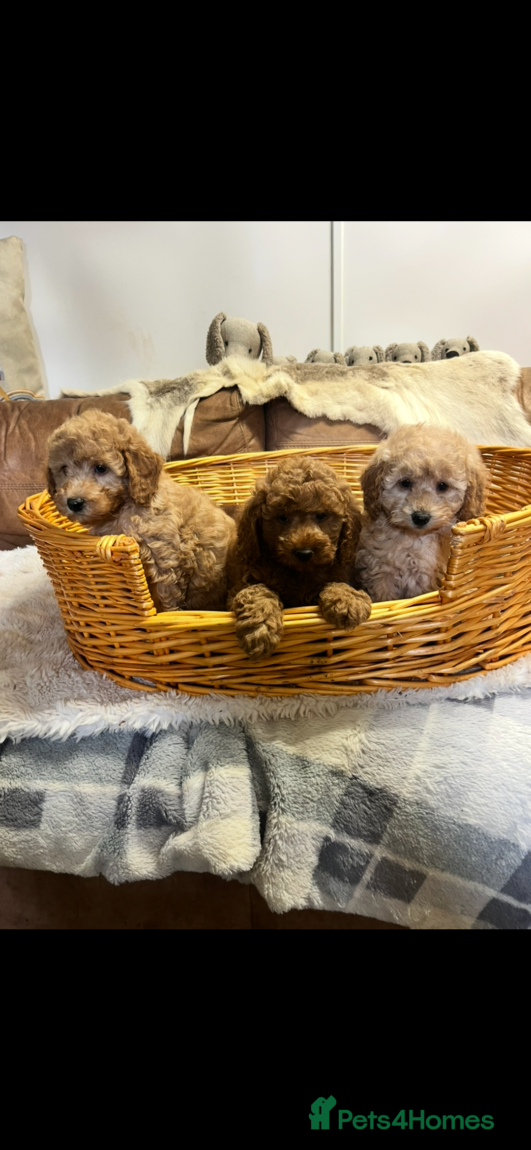 Miniature Poodle dogs for sale: gorgeous litter of Joy kc registered poodles - Image 4