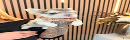 French Bulldog dogs for sale:  ** , EA husky, Full Fluffy, Pink, Isabella,  - Advert 6