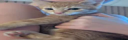 Domestic Shorthair cats for sale: 2 ginger Tabby male kittens - Advert 5