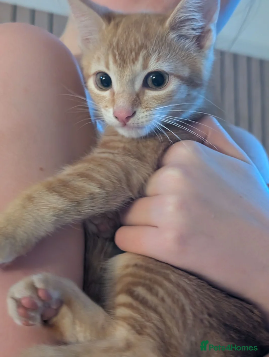 Domestic Shorthair cats for sale: 2 ginger Tabby male kittens - Advert 5