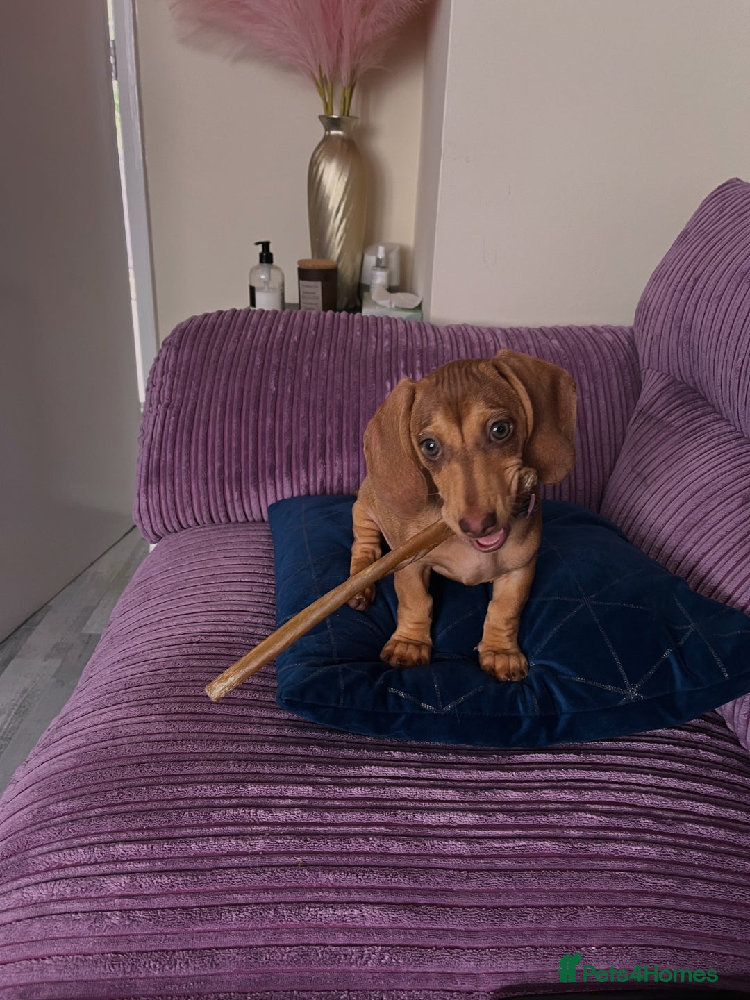 Dachshund dogs for sale: 24 week Dachshund girl  - Image 3