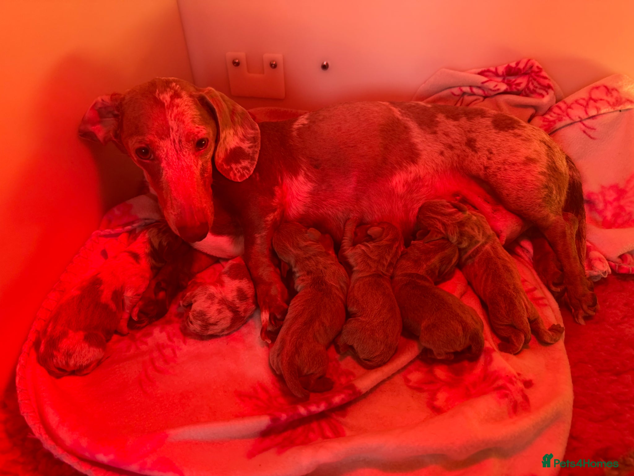 Miniature Dachshund dogs ✨Miniature dachshund puppies ✨  - Advert 1