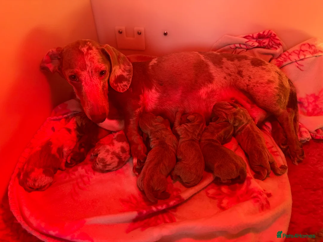 Miniature Dachshund dogs for sale: ✨Miniature dachshund puppies ✨  - Advert 1