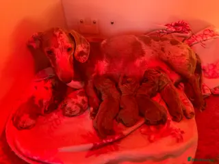 Miniature Dachshund dogs ✨Miniature dachshund puppies ✨ - Advert 1