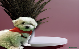 Shichon dogs for sale: Shichon girl - Image 2