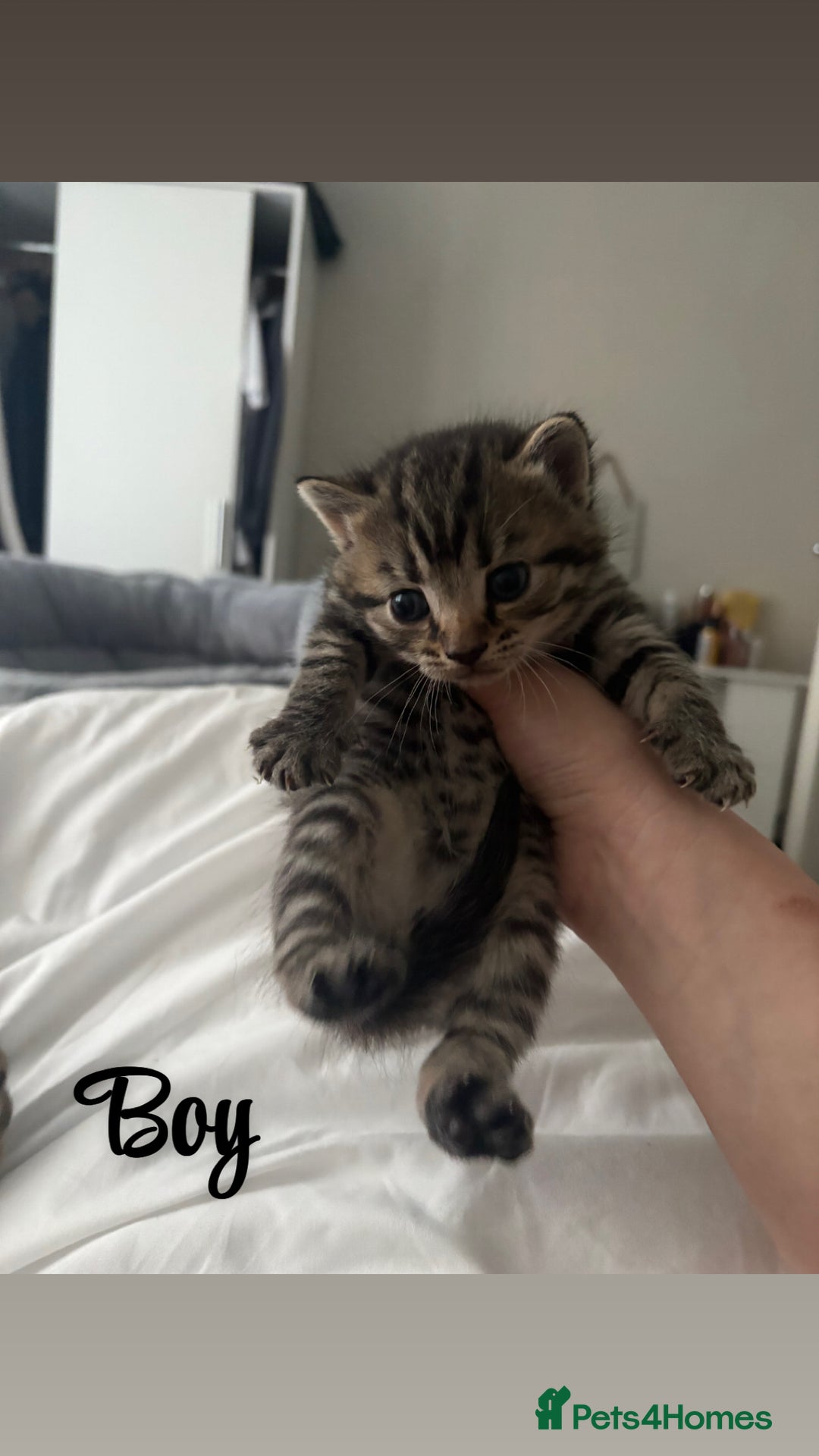 Siberian cats for sale: Beautiful British short hair x kittens  - Advert 3