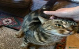 Mixed Breed cats for adoption: KENYA - Image 7