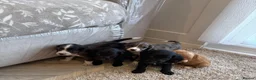 Cocker Spaniel dogs for sale: Cocker spaniel pups - Advert 23