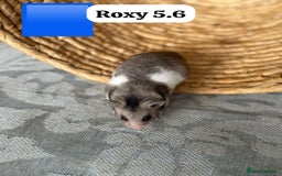 Hamster rodents for sale: Beautiful baby hamsters. Syrian and Russian Dwarf - Image 15