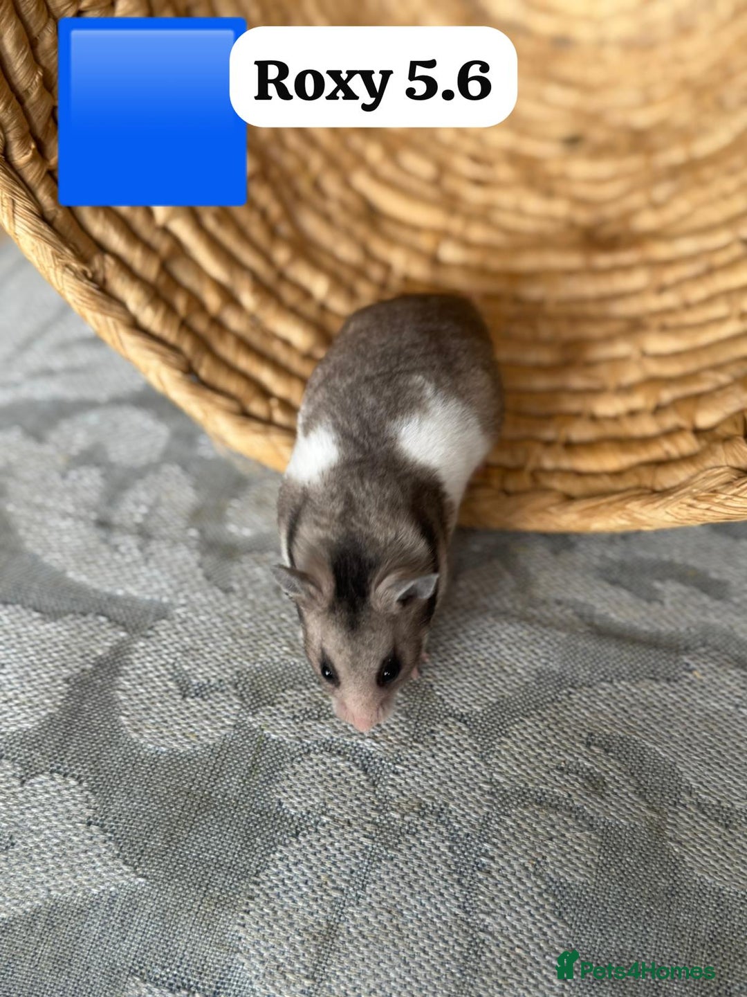 Hamster rodents for sale: Beautiful baby hamsters. Syrian and Russian Dwarf - Image 15