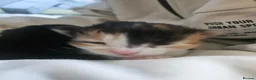 Mixed Breed cats for sale: Beautiful kittens for sale - Advert 3