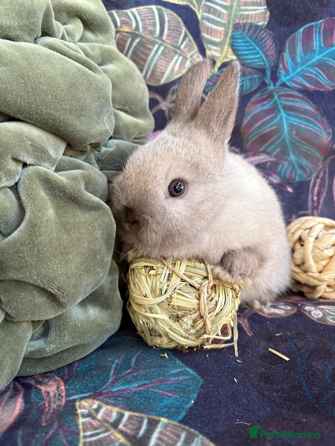 Netherland Dwarf rabbits for sale: Beautiful friendly Netherland Dwarfs (vaccinated) - Advert 5