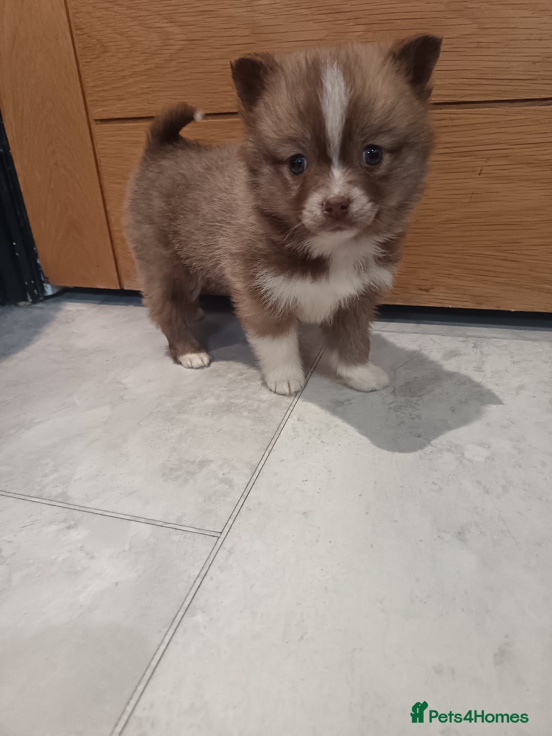 Pomsky dogs for sale: Amazing puppys - Advert 14