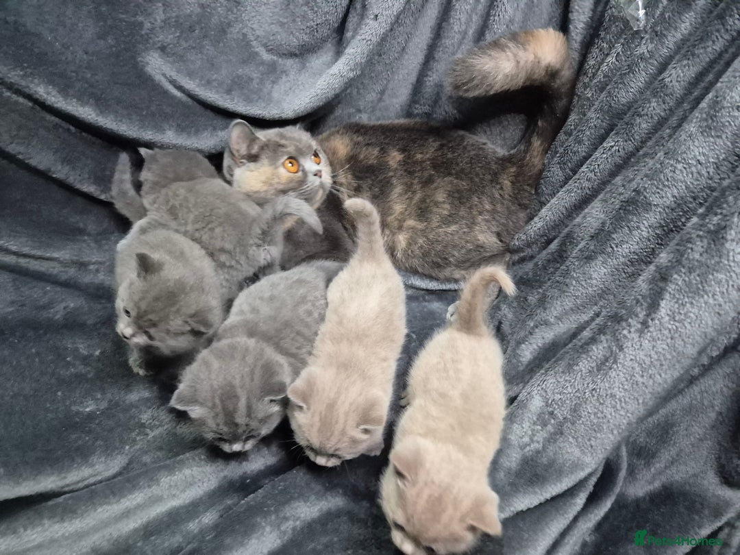 British Shorthair cats for sale: Perfect bsh kittens, very chunky and fluffy!!!! - Advert 8