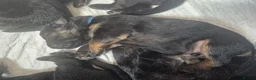 German Shepherd dogs for sale: German Shepherd Puppies Seeking New Humans - Advert 5