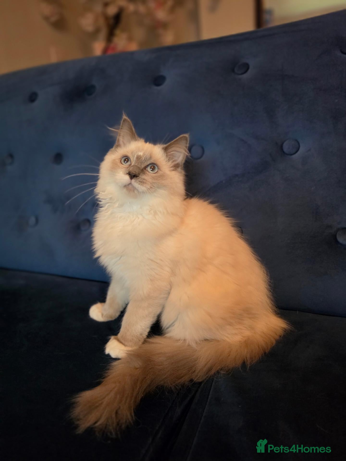 Ragdoll cats for sale: 💙🩵 Champion lines!  💙🩵 - Advert 1