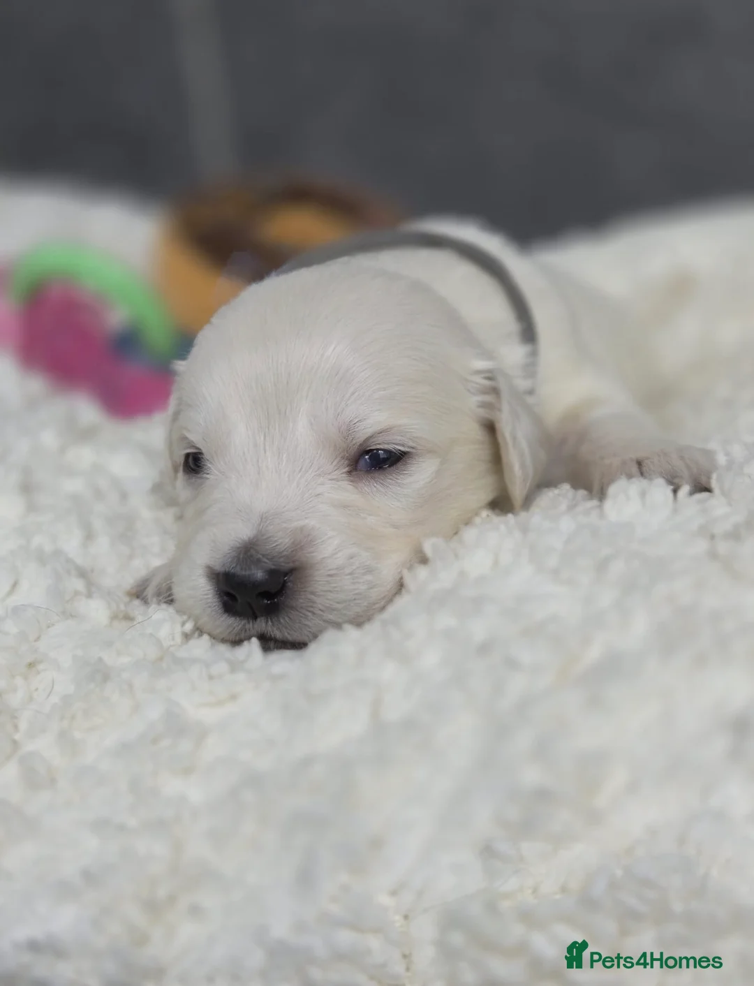 Golden Retriever dogs for sale: Beautiful kc golden retriever pups - Advert 25