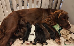 Sprocker dogs for sale: Sprocker Spaniel Puppies - Image 4