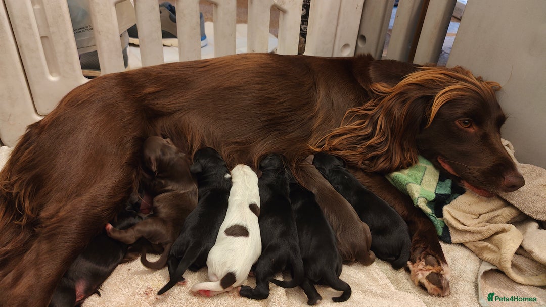 Sprocker dogs for sale: Sprocker Spaniel Puppies - Image 4