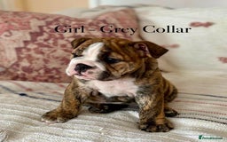 English Bulldog dogs for sale: READY NOW! vaccinated microchipped KC Bulldog pups in Rochford - Image 18