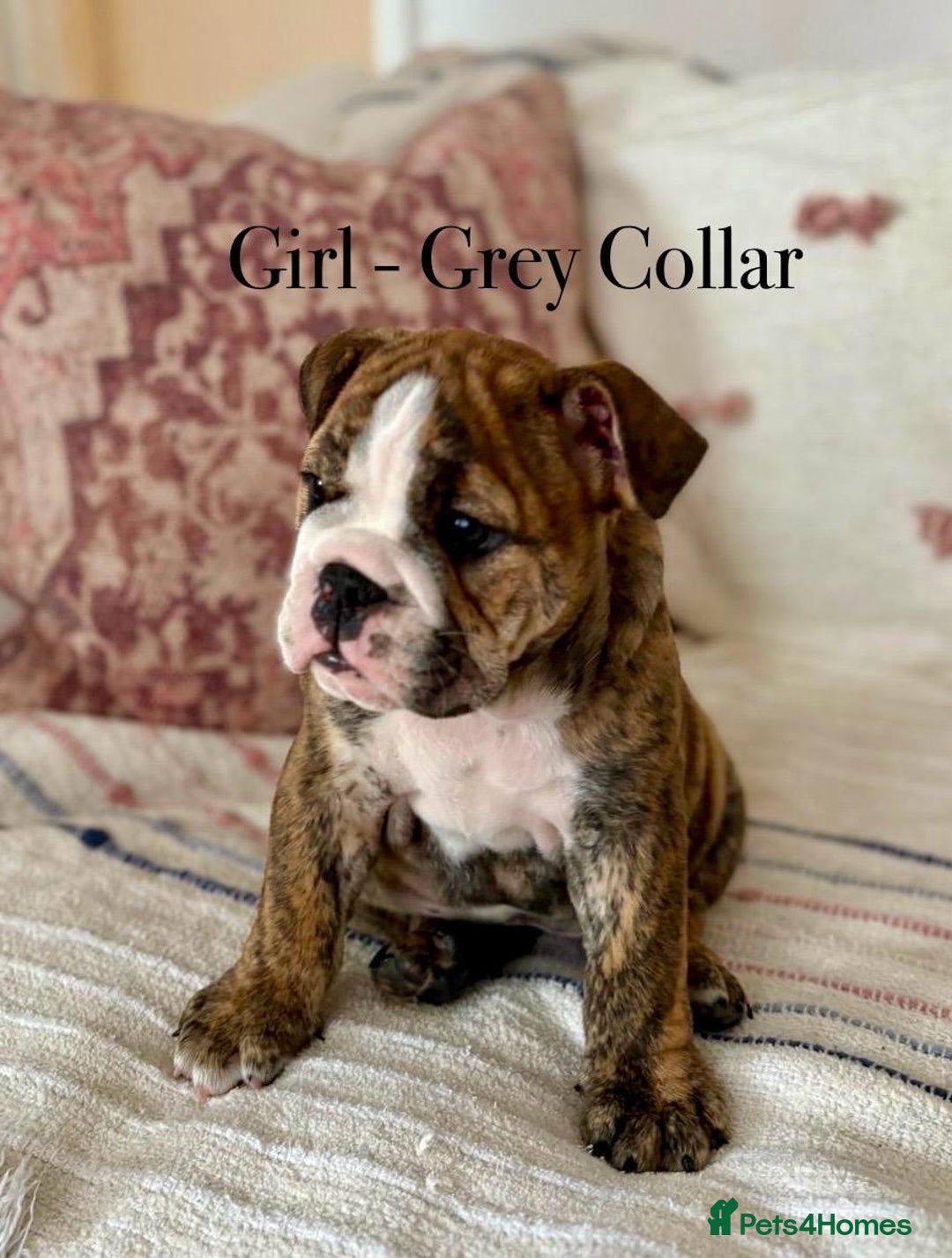 English Bulldog dogs for sale: READY NOW! vaccinated microchipped KC Bulldog pups in Rochford - Image 18